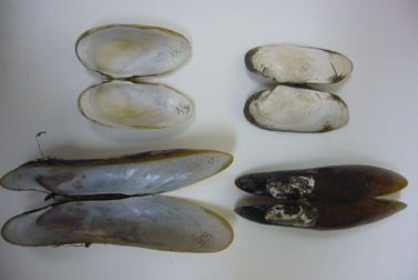 Des vésicomyidés (en haut) et des mytilidés (en bas) récoltées sur le site REGAB.