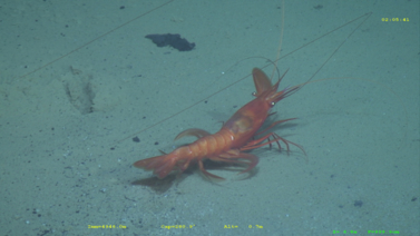 L'une des crevettes pénéidées observées durant la plongée