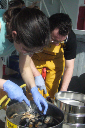 Clara et Olivier récupèrent les vésicomyidés dans leurs tamis