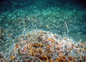 Habitats sur le pockmark REGAB