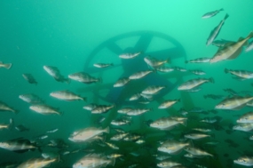 ©Ifremer-Yves Gladu